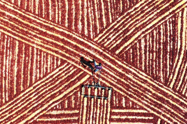 Tarladan sofraya pul biberin renk ve emek yüklü yolculuğu